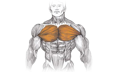 Упражнения для прокачки грудных мышц(отжимания)